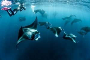 Snorkeling with Manta Rays
