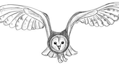 Photo of The Most Effective Way to Draw An Owl.
