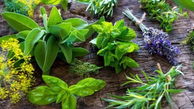 Photo of Health Benefits of Delicious Herbs