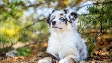Photo of Facts You Need to Know Before Choosing an Australian Shepherd