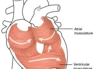 Photo of Coronary Artery Disease Alamogordo: Causes, Symptoms, Treatment