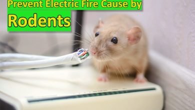 Photo of How to Prevent Electric Fire Cause by Rodents?