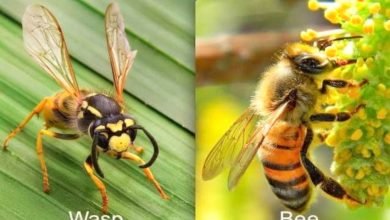Photo of What’s the Difference Between Bees and Wasps?