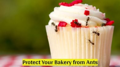 Photo of Protect Your Bakery from Ants