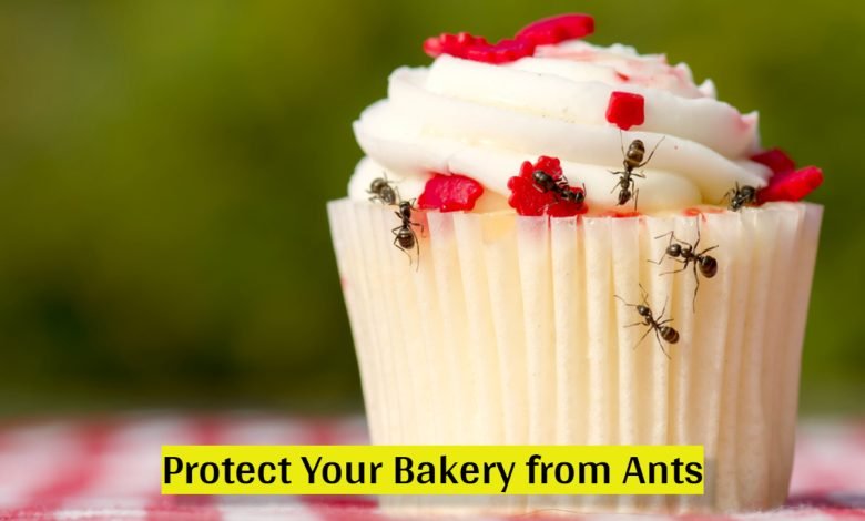 local ants pest control brisbane