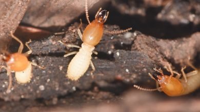 Photo of 5 Reasons Why You Keep Having Termites