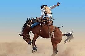 Photo of streams!: Navajo County Fair Rodeo 2022 live free rodeo Sceduled & REsults 14/09/2022