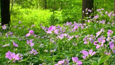 Photo of Information of Geranium Cultivation in India With Guidance