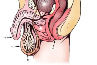 Photo of The Urethral Meatus: A Term You Should Know