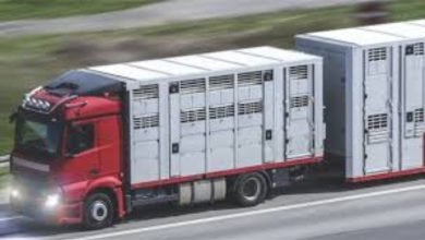 Photo of Importance of consuming animal transportation for transferring animals