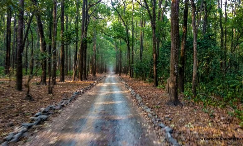 Photo of Jim Corbett National Park: A First-Time Traveler’s Perspective