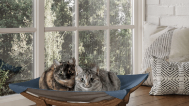 Photo of “Perfect comfort for your cat: hammocks as an integral part of care”